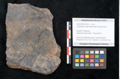 Foto (Objekt + Etikett) von Cupanites novae zeelandiae Ettingshausen (NHMW-GEO-2024-0188-10253)